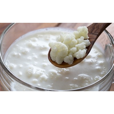 ΚΕΦΙΡ ΚΑΥΚΑΣΟΥ - LACTOBACILLUS ACIDOPHILUS